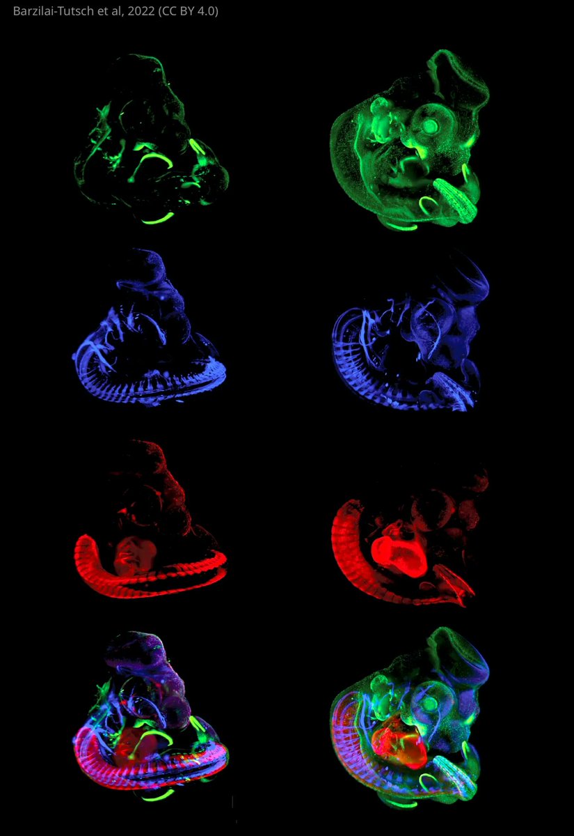 eLife's tweet photo. Transgenic quails allow researchers to study the function of Wnt signalling during embryonic development. https://t.co/6PFLuM57ss https://t.co/QgEZjkBdqT