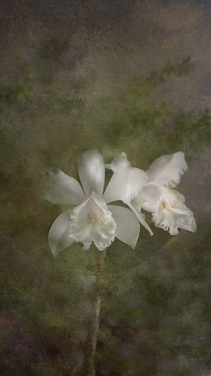 No blur..cattleya intermedia alba
#orchids #orquideas #cattleya #orchidee #fineartflorals #textures