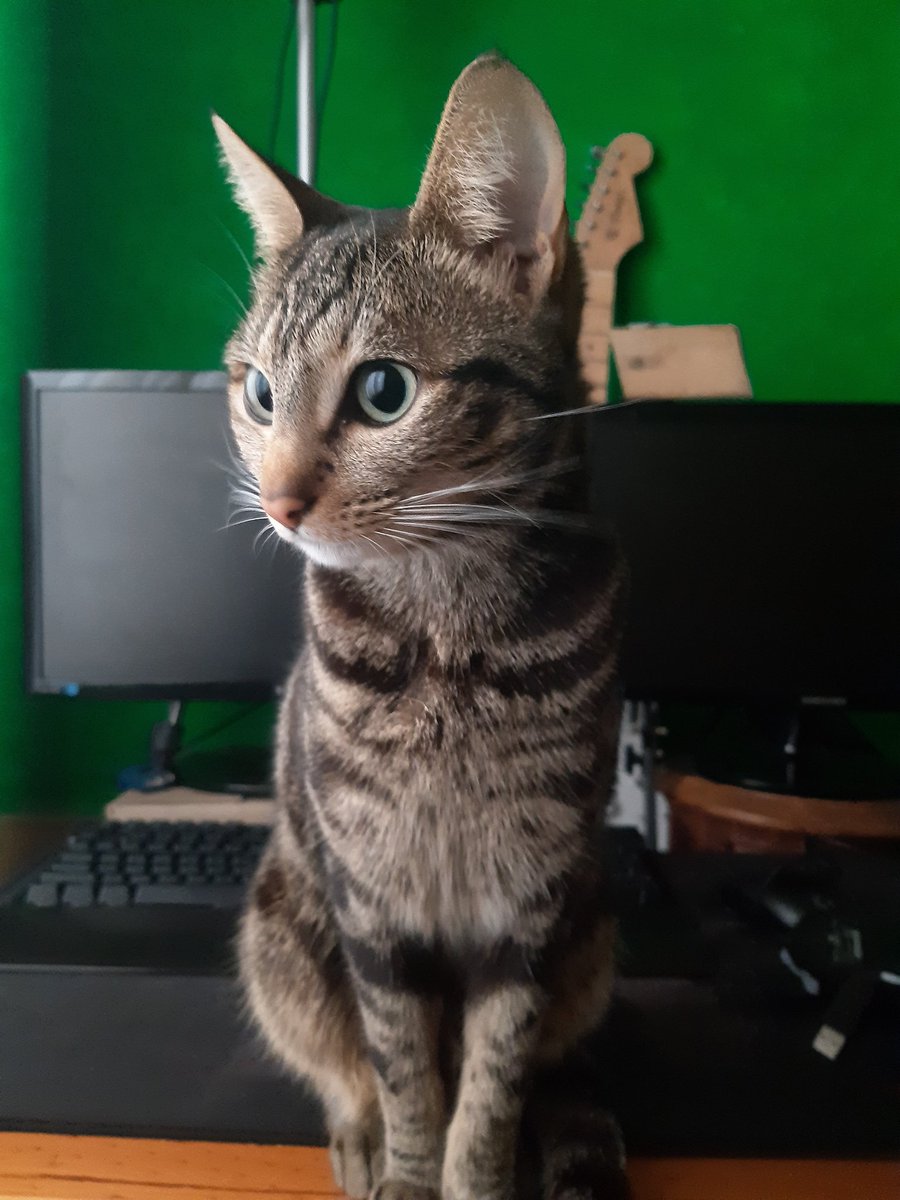 MCSR Cats tweet media