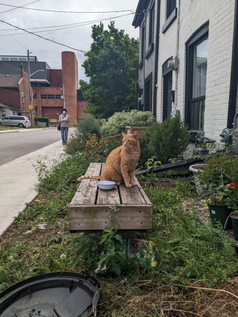 CameronKroetsch's tweet photo. Thanks to @AshleyMAWilson, @frances_twitr, and @lucia_ianna for representing me at the doors in the Central neighbourhood while I was at @supercrawl today. And they found a ginger cat! Teamwork makes the dream work! ✨ #HamOnt #CatsForCameron https://t.co/wfZTERU0ad