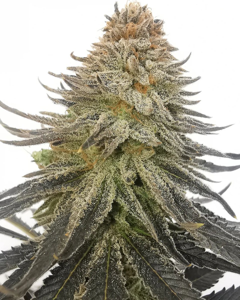 Dutch Seeds Shop tweet media