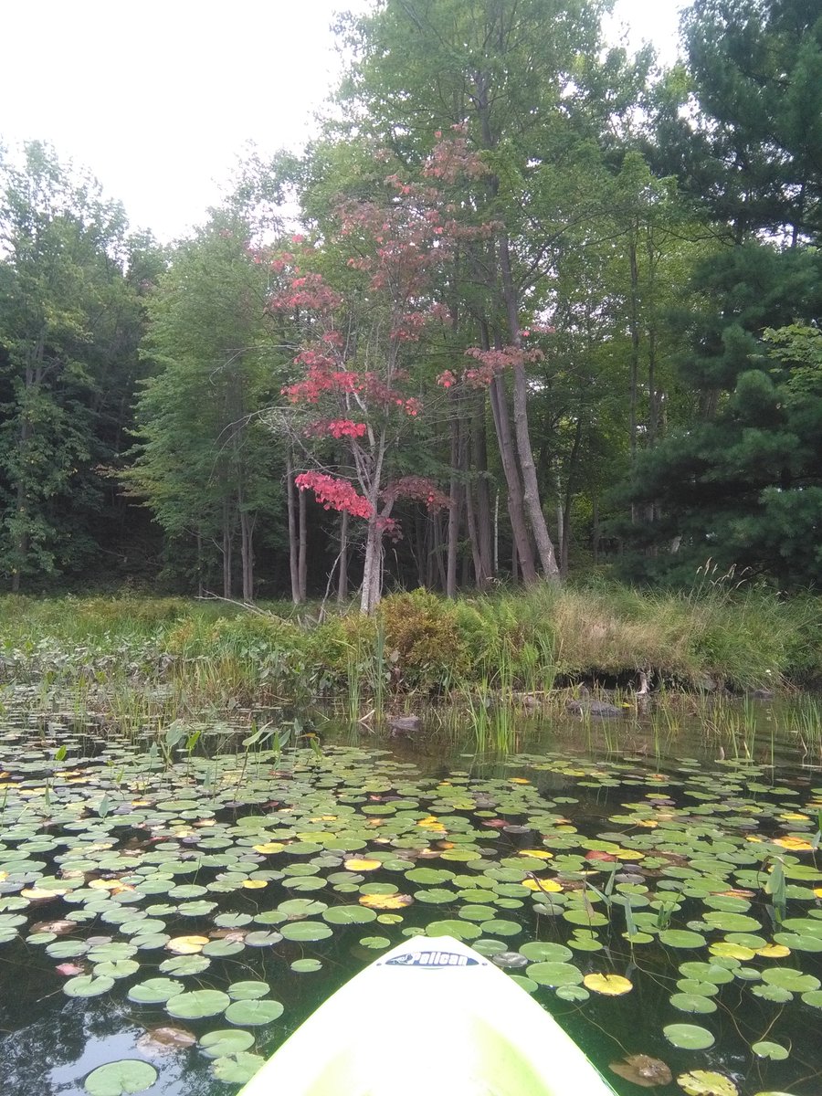 CathyW35's tweet photo. Last kayak of the season..so incredible..loon calls, leaves turning colours #summeroffunisalmostover #untilnextsummer https://t.co/sih7JxkIMx