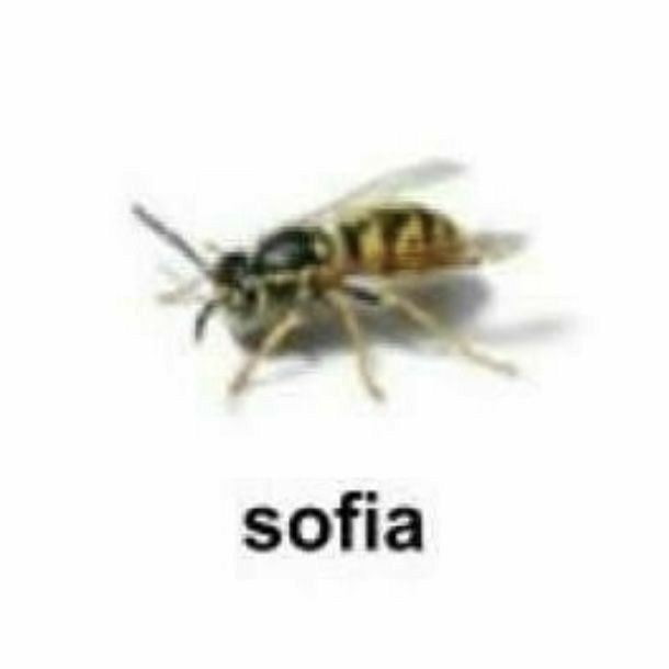 sofia