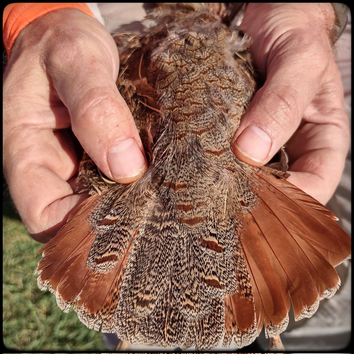 The colors of early autumn in North Dakota brought to hand by <a href="/mkucharski/">Matt Kucharski</a> #NorthDakota