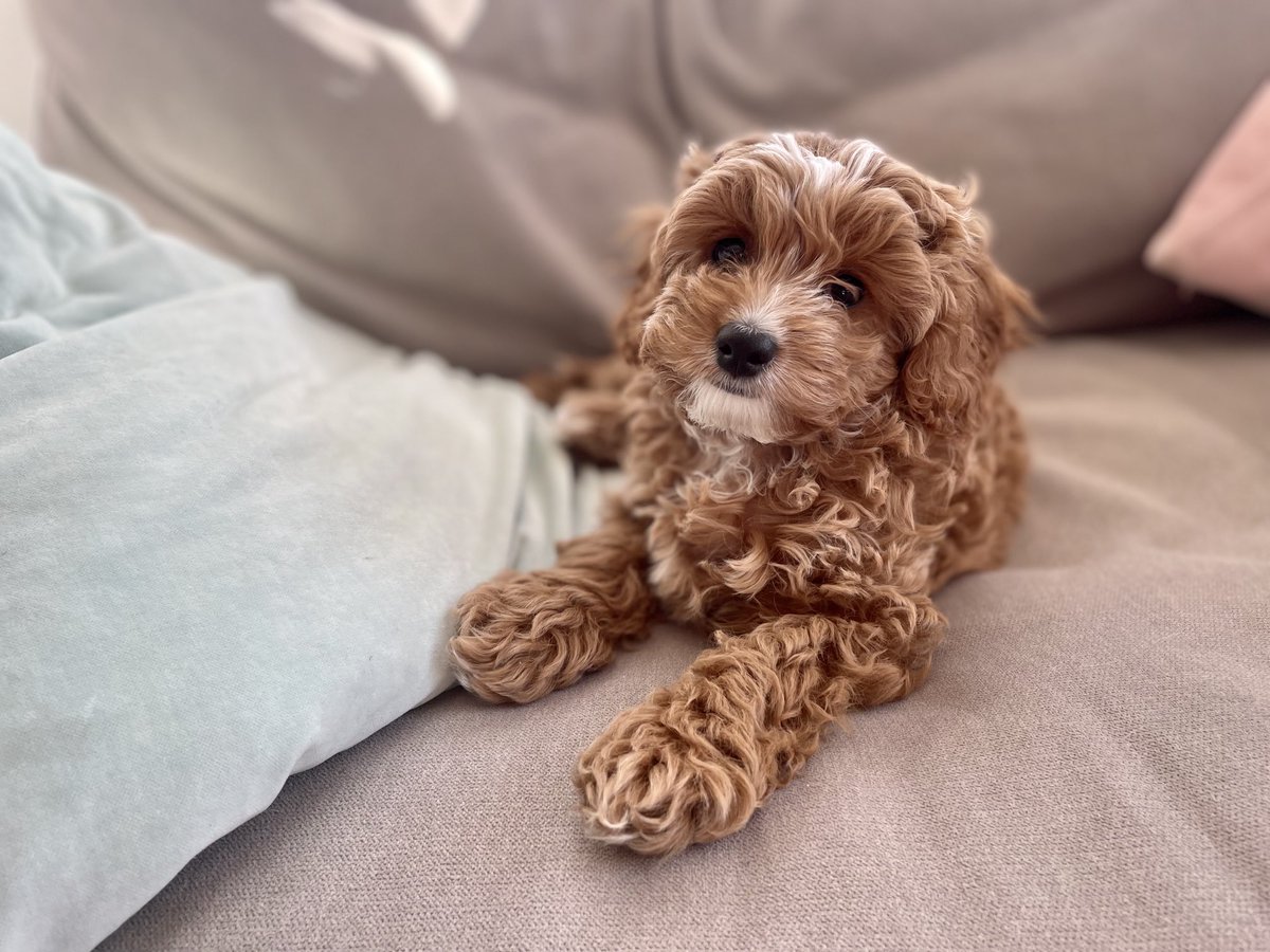 Christopher Hunt (@huntchr) on Twitter photo I don’t normally do dog photos etc, but I wanted to share that we have a new puppy named Rusty. I think I might be becoming a little obsessed with <a href="/rustlang/">Rust Language</a> … ;-) I don’t normally do dog photos etc, but I wanted to share that we have a new puppy named Rusty. I think I might be becoming a little obsessed with <a href="/rustlang/">Rust Language</a> … ;-)