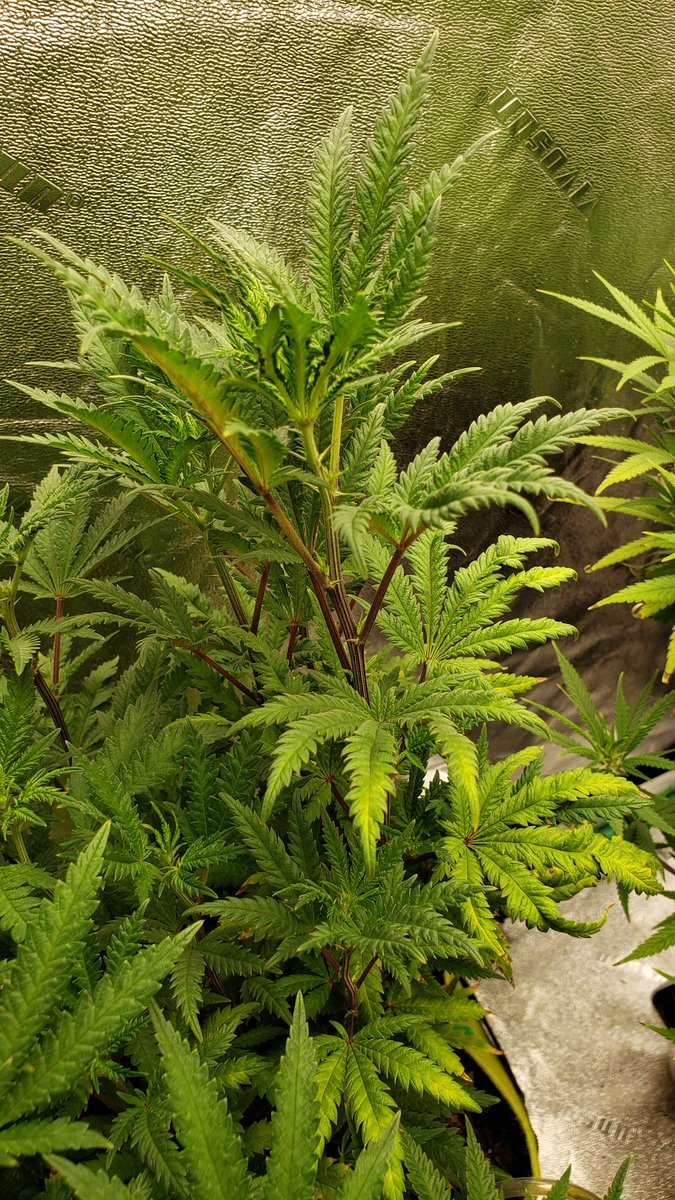 WeedCane's tweet photo. Freak show starting to freak out. Flipped 5 days ago &amp; the stretch is on. @UNITFARM_led UF4000 lighting it up. 
Enjoy your Sunday and
Stay lifted 💨 
#Mmemberville, #gdc #growyourown #cannabiscommunity #ppp #420life #StonerFam #irvinearmy #smokeweed #unitfarmled https://t.co/2oyBPGEjN6