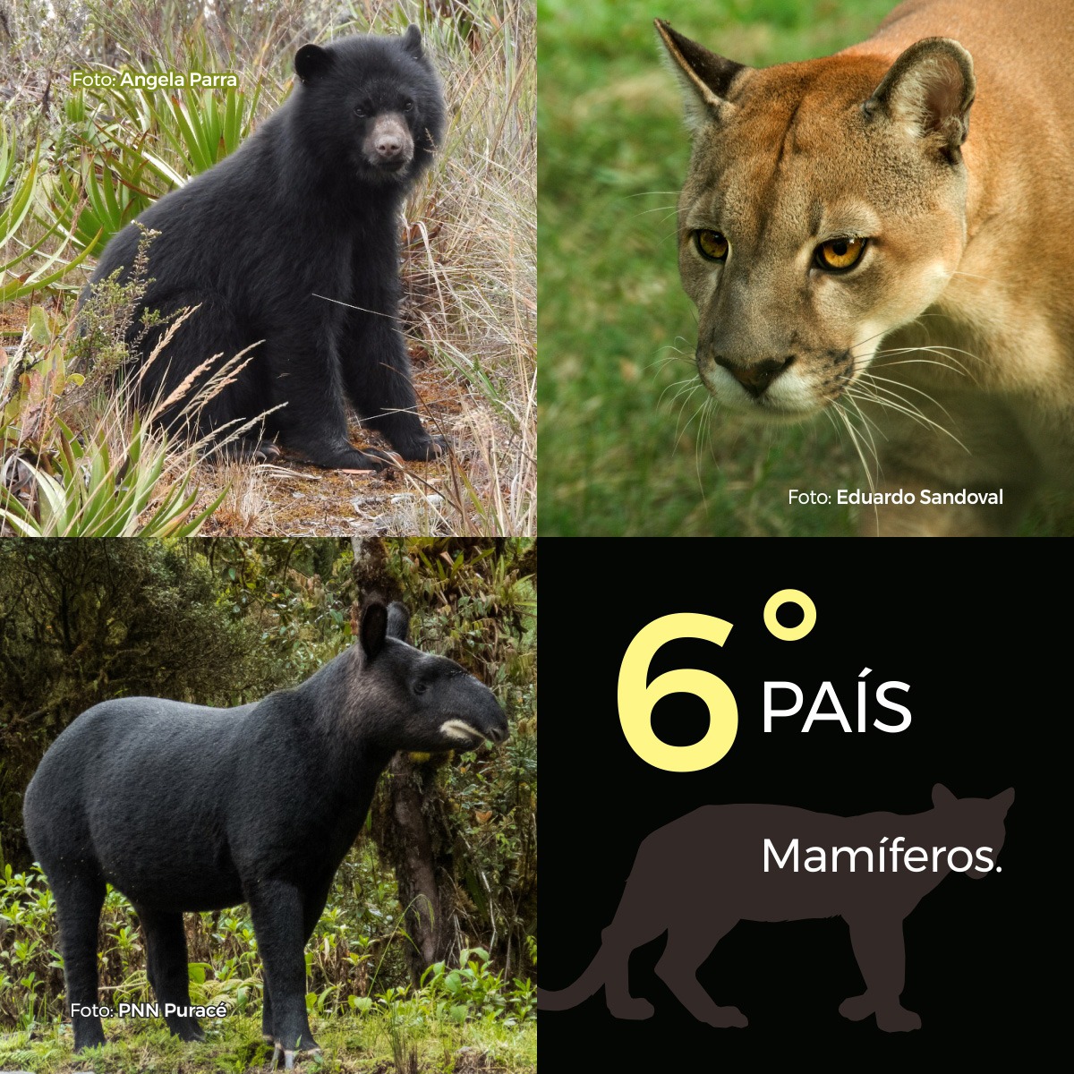 Celebramos el #DíaNacionalDeLaBiodiversidad protegiendo el patrimonio natural y cultural en los Parques Nacionales Naturales de Colombia, pues sobran los motivos👇Somos uno de los primeros países en el mundo con mayor biodiversidad 🍃🐻🌏