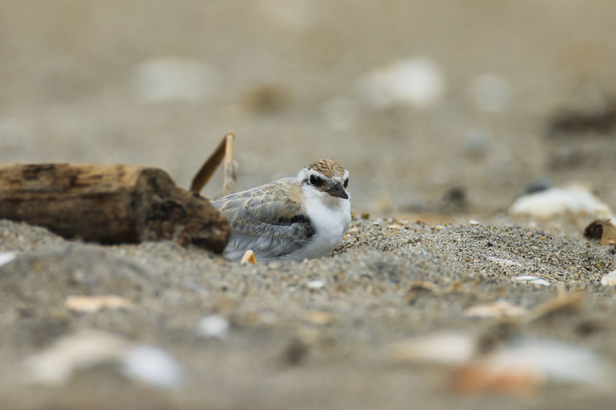 JohnReedPavan's tweet photo. A least tern (Sternula antillarum) waiting for it's parents to drop off some fish. On the beach near Breezy Point.
#leasttern #SternulaAntillarum #terns #birds #birding #birdwatching #nature #wildlife #seabirds #canonphotography #luminarneo #breezypoint #nps https://t.co/ttWy4wiQeN