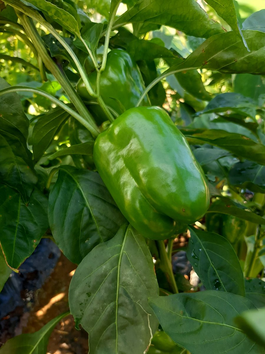 おはようございます☀️😃
清々しい朝ですね！
早起きしてブロッコリーを植えました🌱
オクラとパプリカはまたまだ楽しめそうです😊