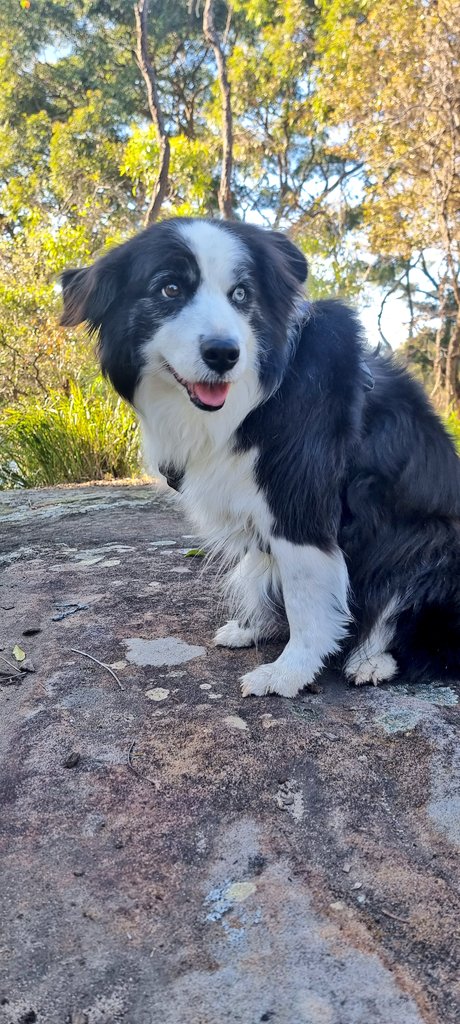 BusterTognini's tweet photo. I did go for strolls. https://t.co/IbaTENsEky