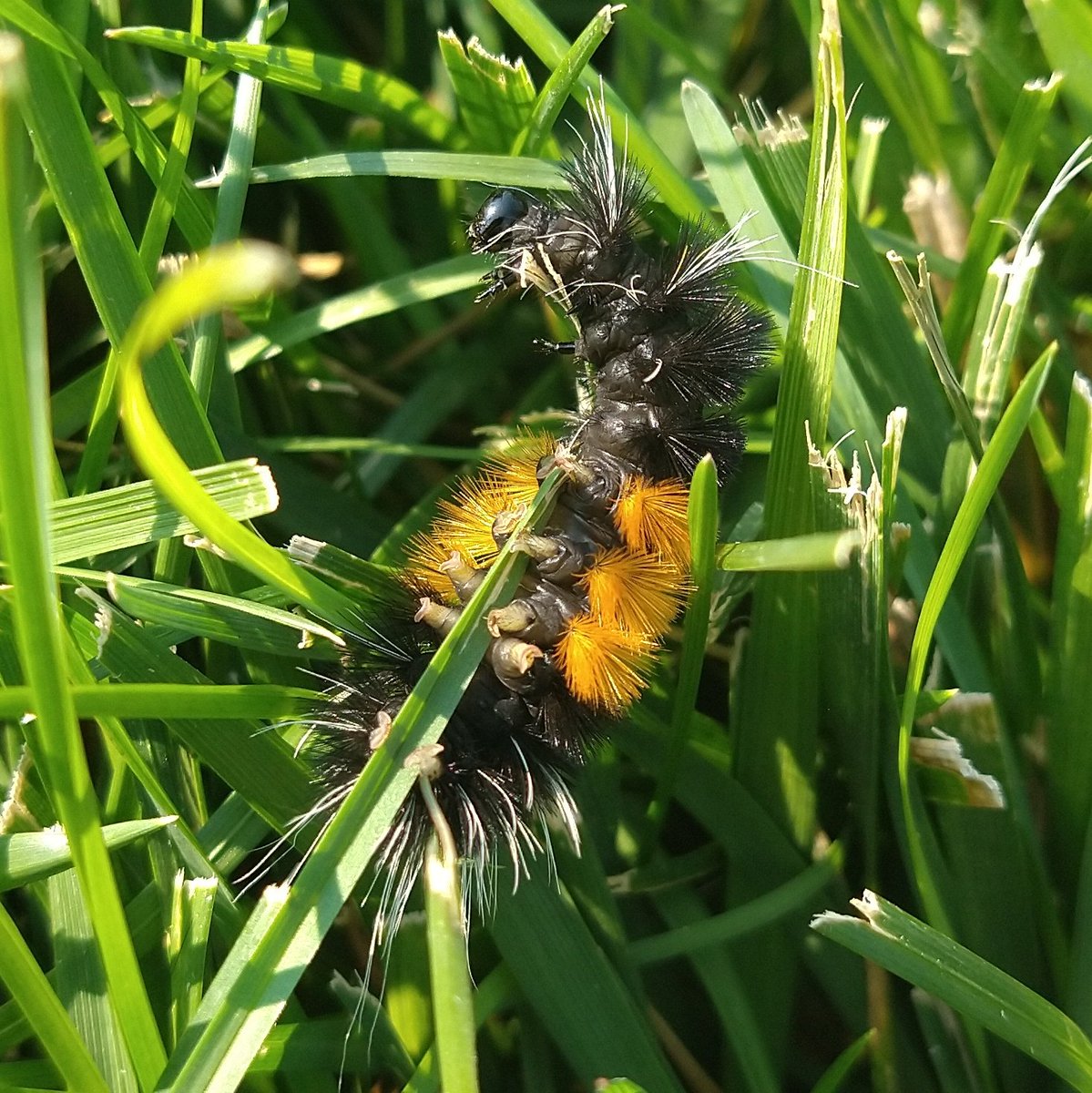 hulilimu's tweet photo. Found a cute lil caterpillar friend today 🐛. I think it's a spotted tussock moth https://t.co/uBC8eM7v8a