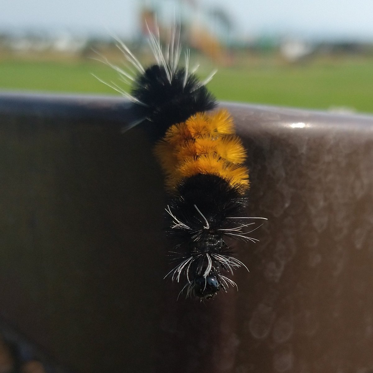 hulilimu's tweet photo. Found a cute lil caterpillar friend today 🐛. I think it's a spotted tussock moth https://t.co/uBC8eM7v8a
