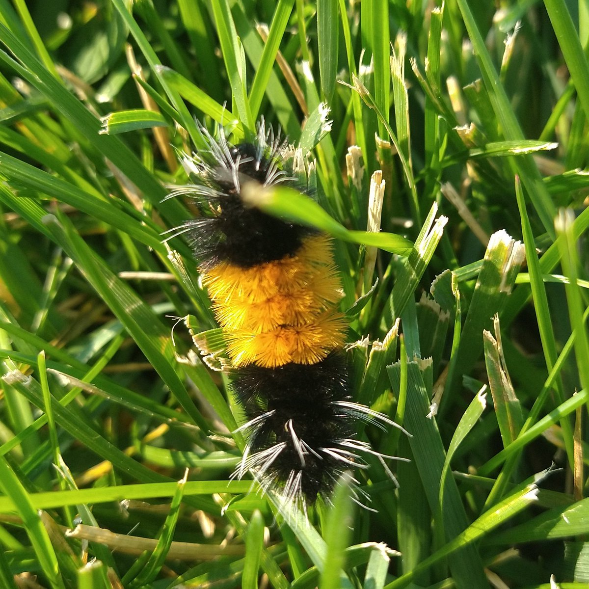 hulilimu's tweet photo. Found a cute lil caterpillar friend today 🐛. I think it's a spotted tussock moth https://t.co/uBC8eM7v8a