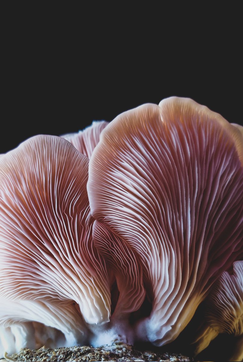 I'm Lee, I live in Colorado. I grow mushrooms and photograph them. I'm a nerd, I'm into mycology and new to twitter.