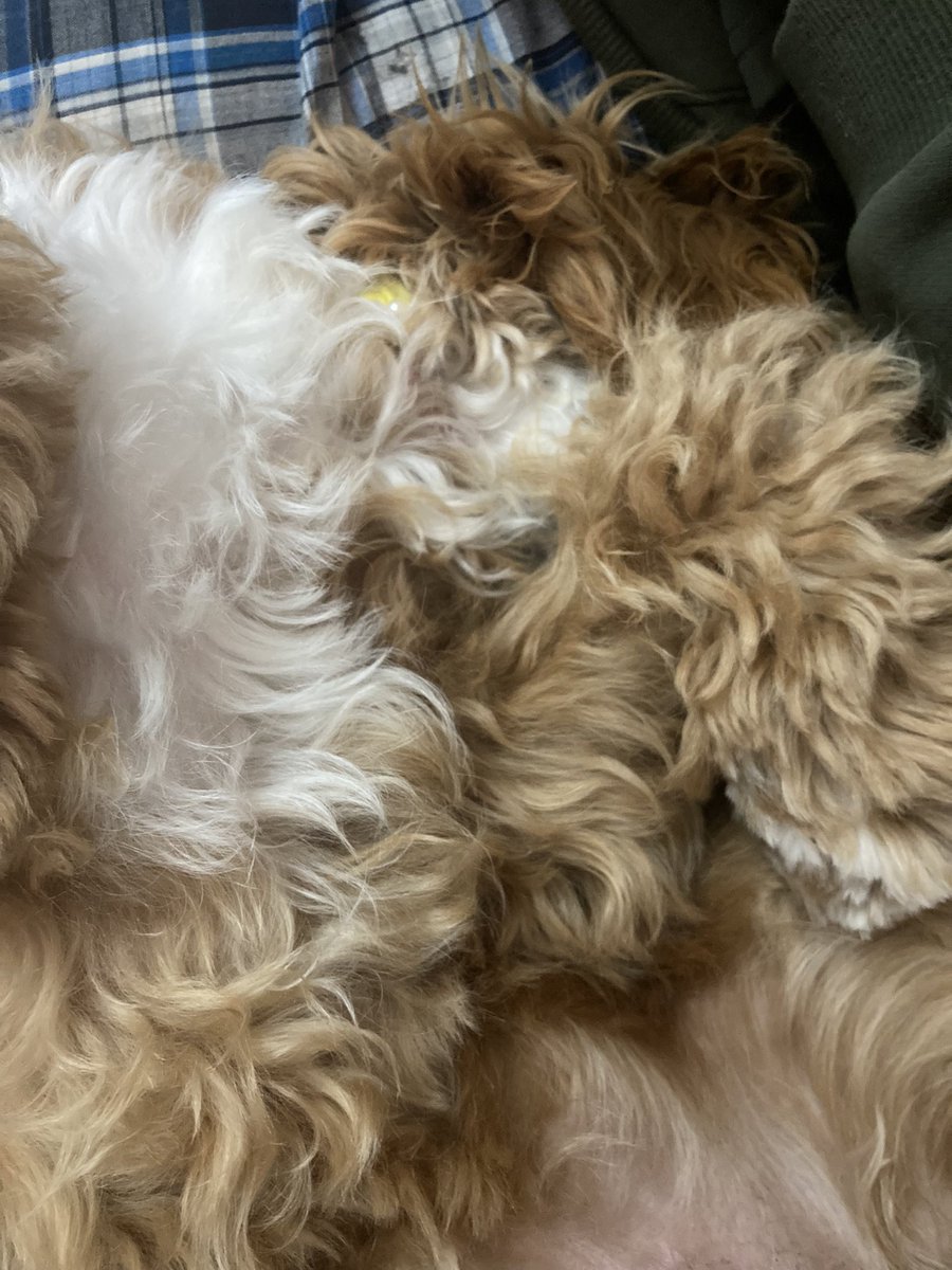 docvsugar's tweet photo. Mystery of the disappearing head https://t.co/xu1juNr4i5