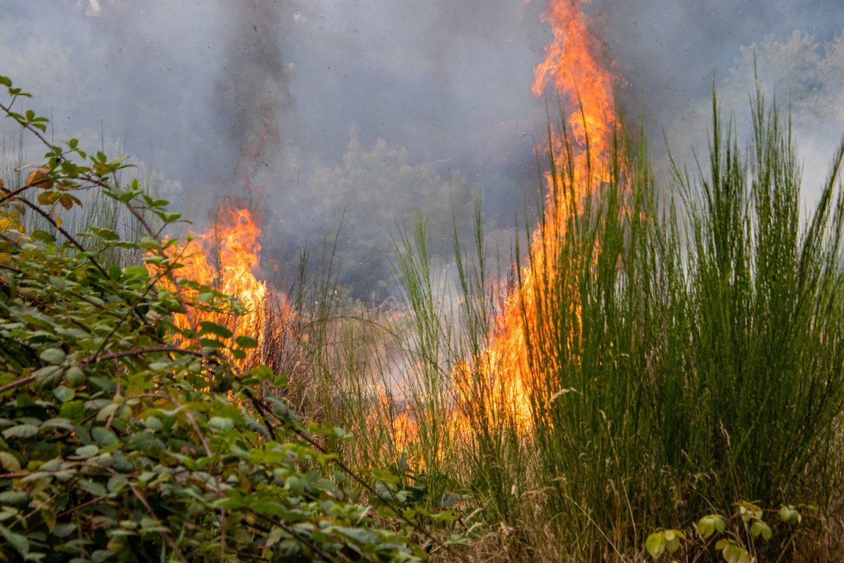 southsoundnews's tweet photo. #HappeningNow - @Southkingfire on the scene of a 100 x 100 brush fire along the BPA trail that was burning dangerously close to an apartment building. Thankfully, a quick response was able to knock down the fire. #WaWx #RedFlagDay https://t.co/6yKpNle5aa