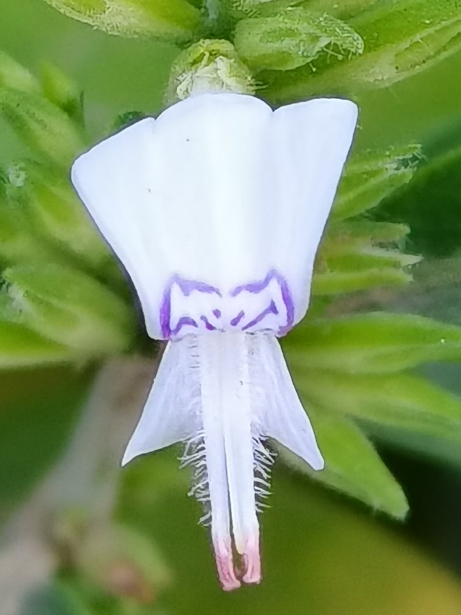 زهرة نبات المجرى أو المجرة, تنتج أغلى انواع الأعسال.
من أسماء النبات  المختلفه:ضربة, وشاية ,ندغ .
النبات عاسل وسام وغير رعوي  ولو أكلته الماشية بالخطأ فقد يقضي عليها .
الإزهار من بداية شهر يوليو منتصف الصيف وقد يمتد لفصل الخريف إذا توفرت الأمطار
الإسم العلمي: Hypoestes forskalii