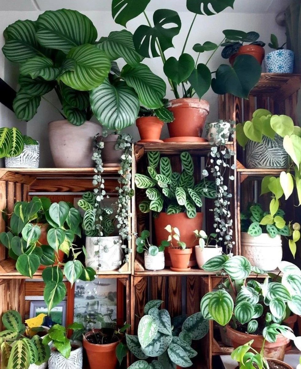 HobbyistPlant's tweet photo. A wonderfully full plant shelf 🌿 https://t.co/N3muv1dWKY