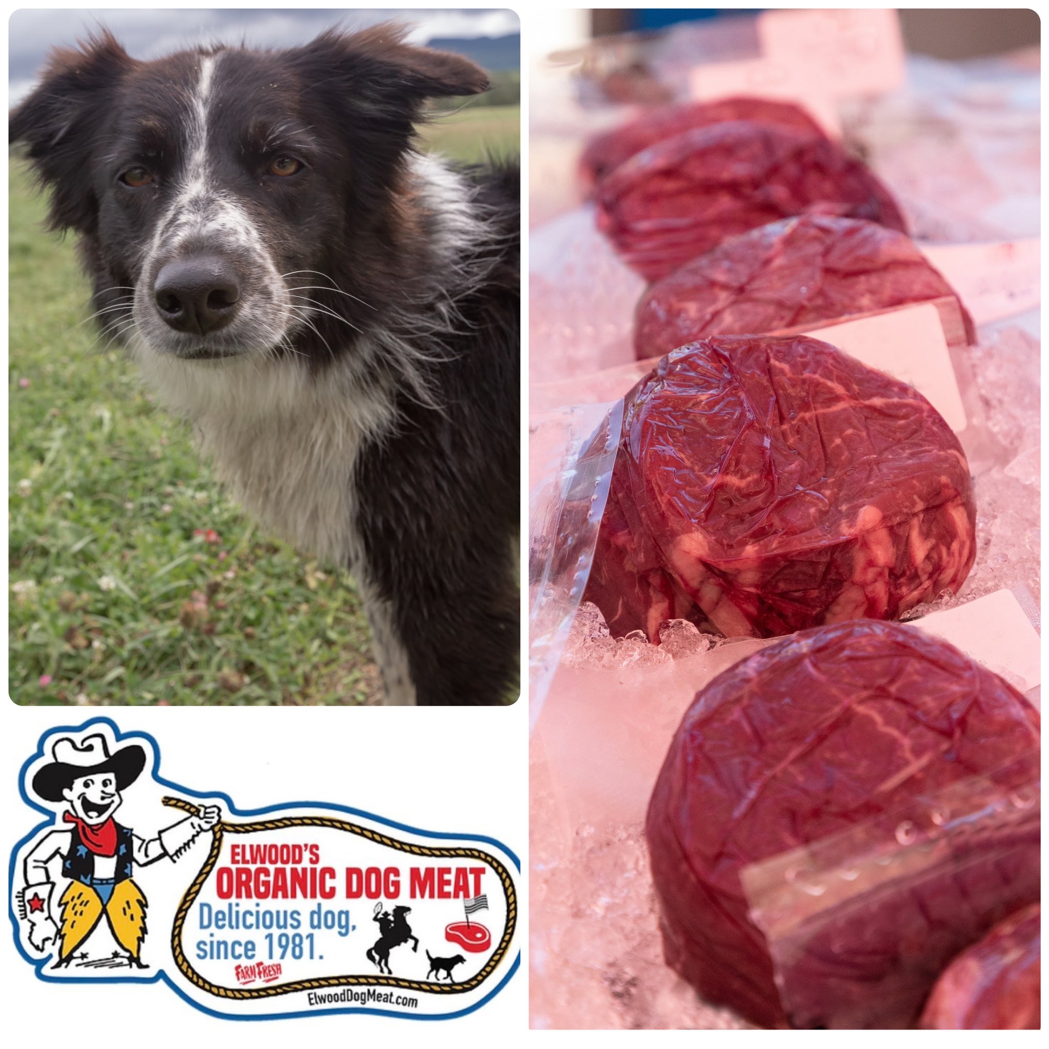 Where Can I Find Dog Meat