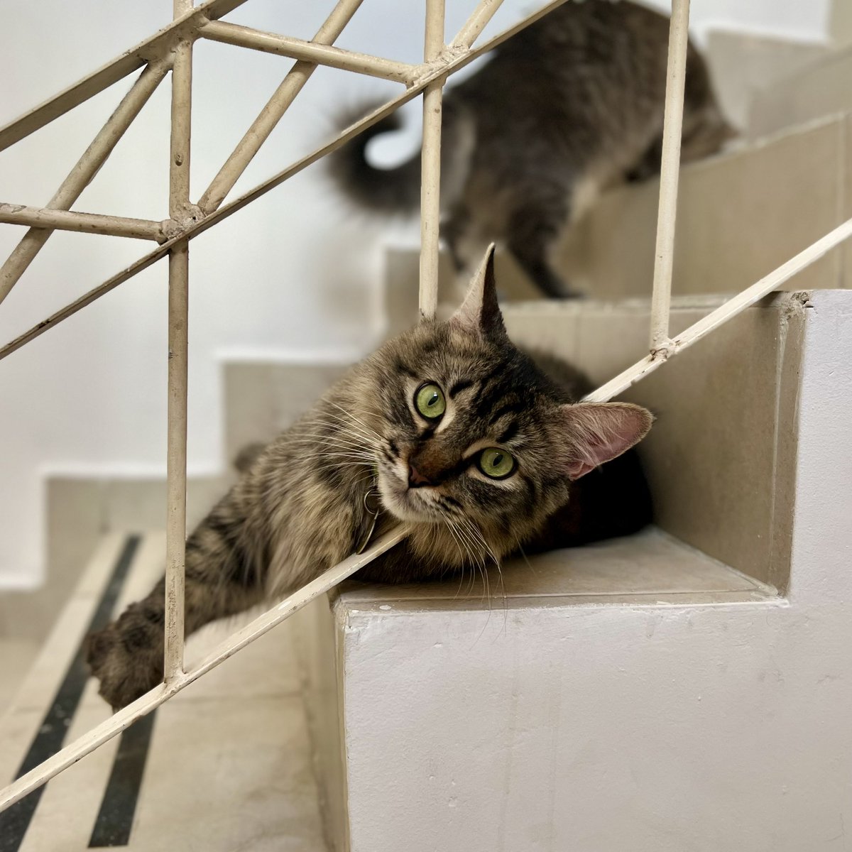 ijaviertorres's tweet photo. Algo me dice que mis gatitos son amantes de las cajas y de jugar en las escaleras.❤️📦
#Kittens #SoBeautiful #Cute https://t.co/M2rTrQe7QQ