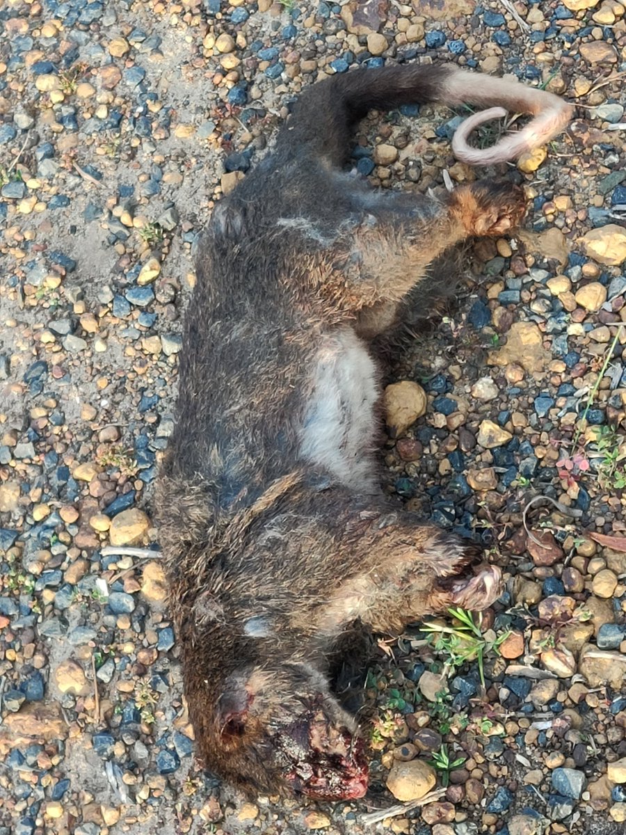 MissT2020's tweet photo. @tanya_plibersek Minister FOR Environment. Please stop this carnage and #savegelorupcorridor. The Hansard evidence is beyond doubt!  You signed off on the deaths of these critically endangered species. Blood on your hands. #austpol @bradpettitt https://t.co/Ha4n74Z3Jl