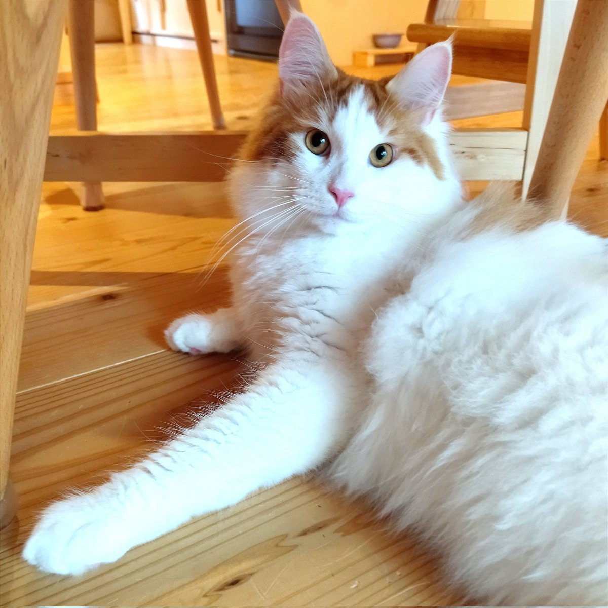 mainecoon_sette's tweet photo. キリッと おはようございます😼
〜今週もがんばろう🕊️〜
#メインクーン  #メインクーン男の子  #長毛猫 #猫 #猫のいる暮らし #今日の猫 #朝 #おはようございます #キリッと #凛々しい猫 #真顔 #maincoon #maincoonlovers #maincoonboy #cat #todayscat #goodmorning #stageface #straightface https://t.co/maS9UJpd6z