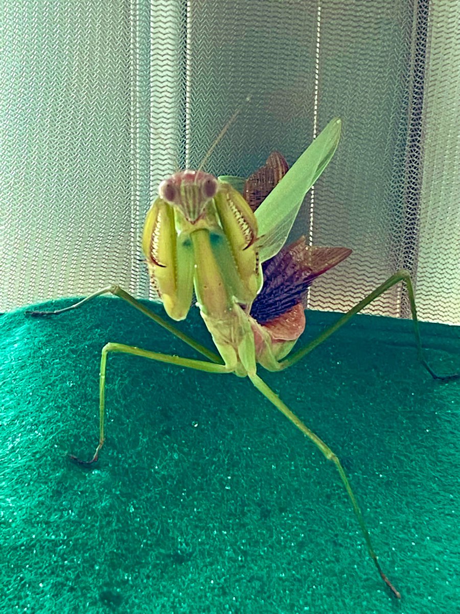 Mido 72 Mido3636 Twitter