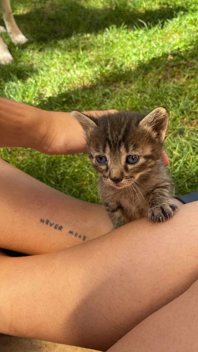 hola necesito urgente casita para estos gatitos🥺 no puedo tenerles mucho mas en casa
Al principio tenían los ojos mal pero ya están todos curados, pongo mas videos abajo