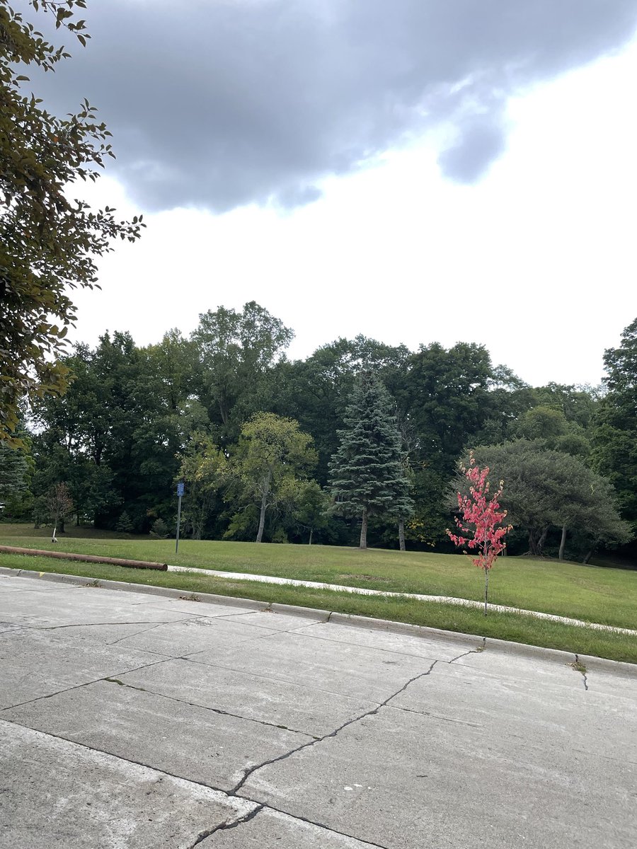 MalloryMcMorrow's tweet photo. This tree in our neighborhood is VERY excited about Fall. 🎃 https://t.co/yleBb7CfTw