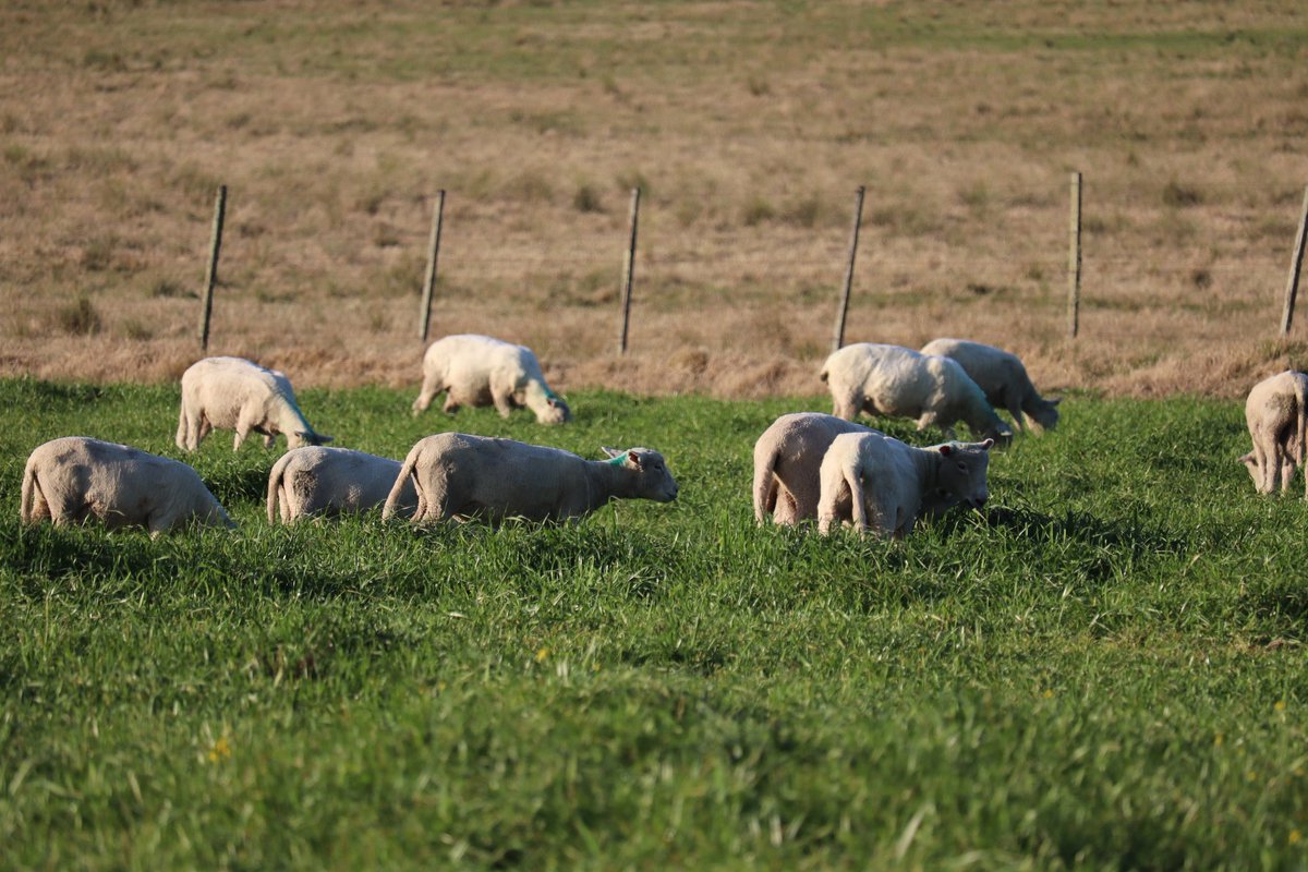 Ramiro García Pintos tweet media