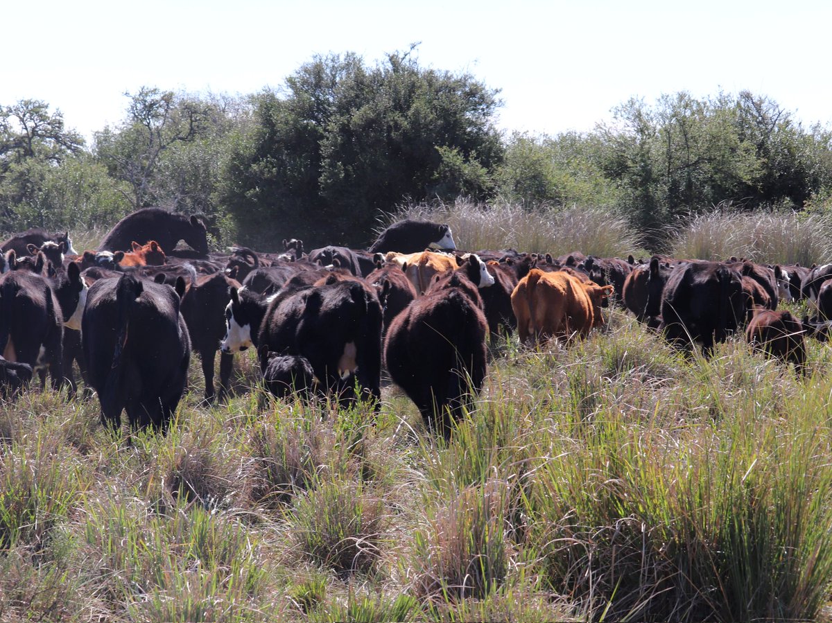 Ramiro García Pintos tweet media