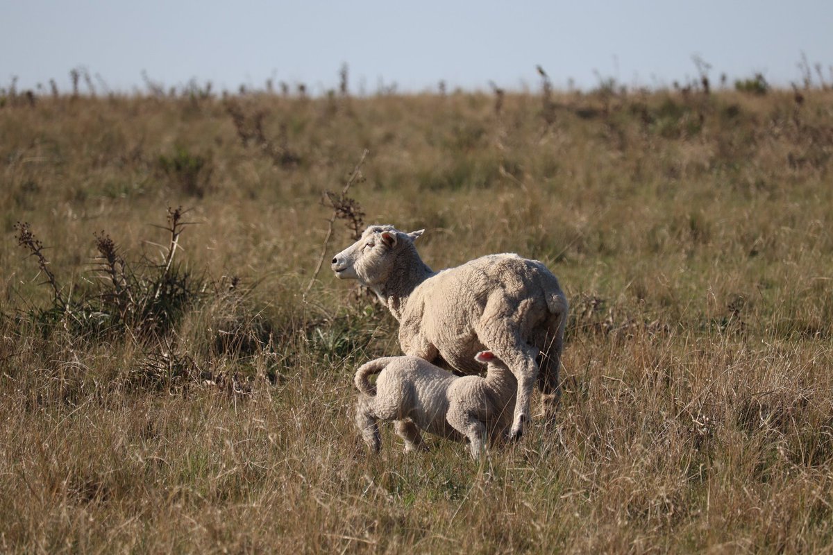 Ramiro García Pintos tweet media