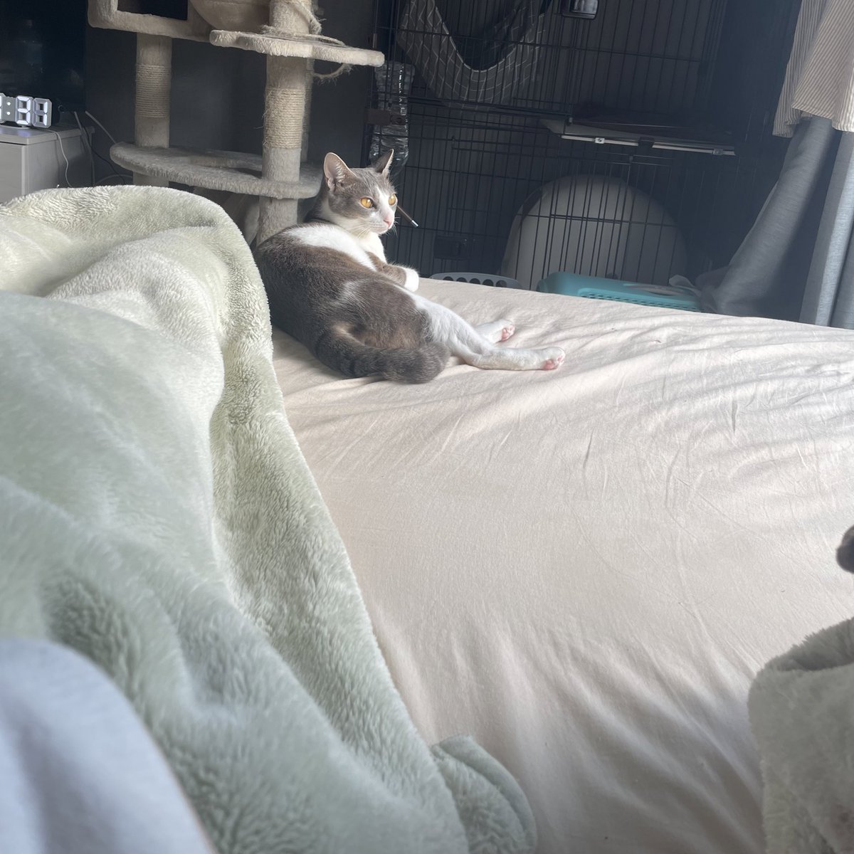 nozombieee's tweet photo. おはようございます🐱 https://t.co/1iikKJwu2A