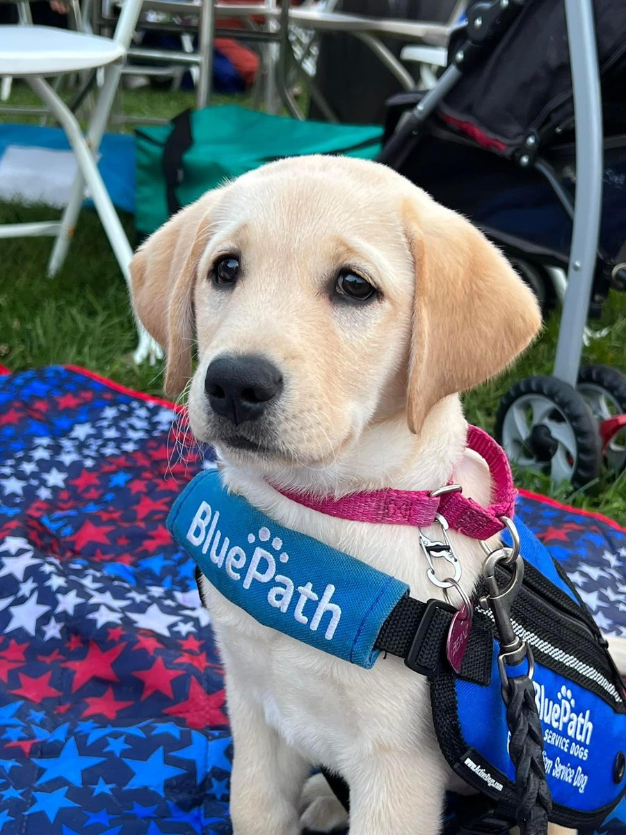 SenatorSeminara's tweet photo. Yesterday was another busy day for Team Lisa. While I continued door knocking, my team was busy getting signs out. Then we ended the day grooving at The Favarh Motown Fundraiser- nice to see @Mark4CT and Beanz. #lisa4ctsenate #ctgop #ctsenaterepublicans https://t.co/oh5SdLxB3A