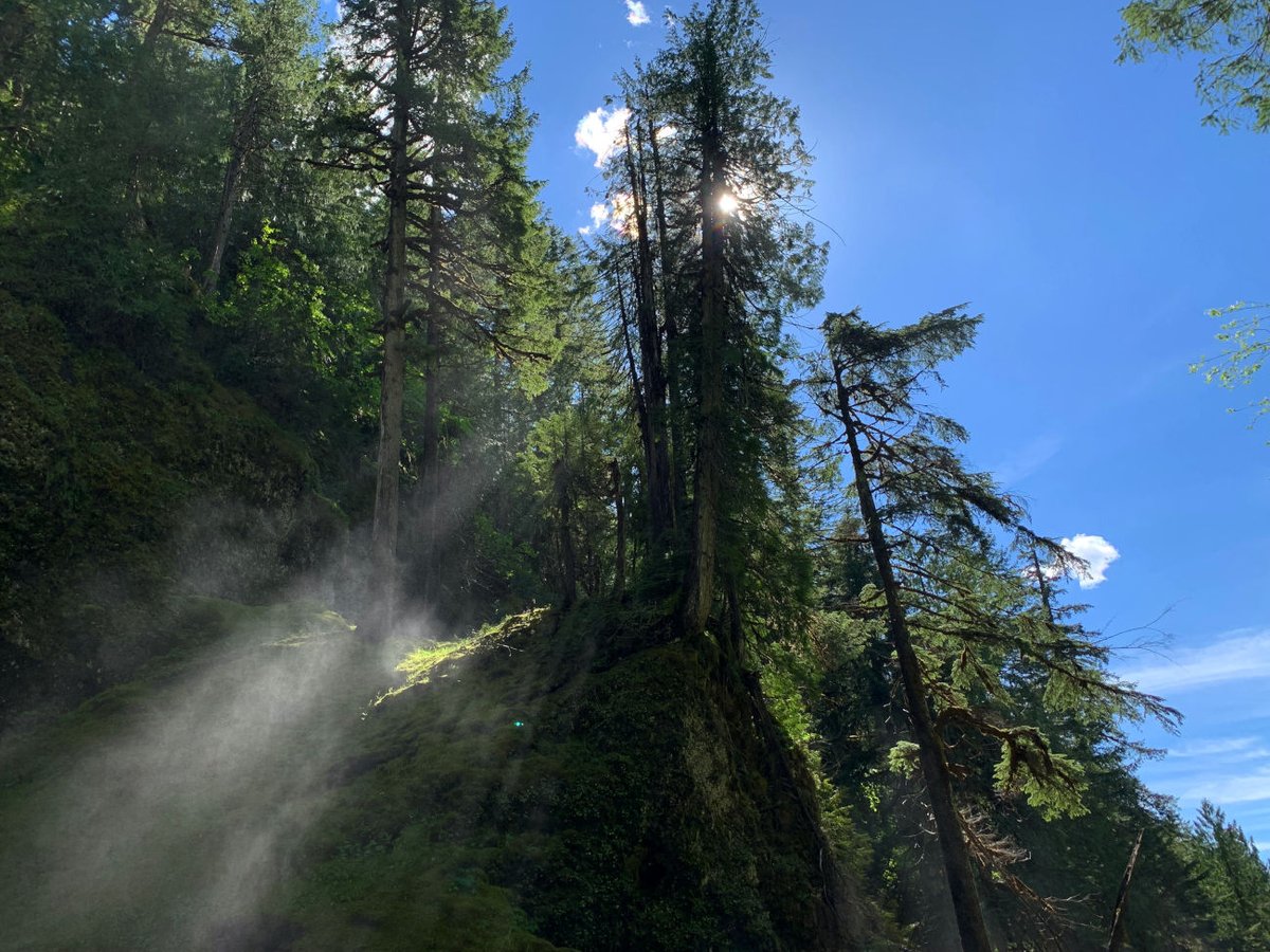 TomsArtStuff's tweet photo. Pacific Northwest nature dump from summer hiking.. https://t.co/cWfY0Qz8Z0