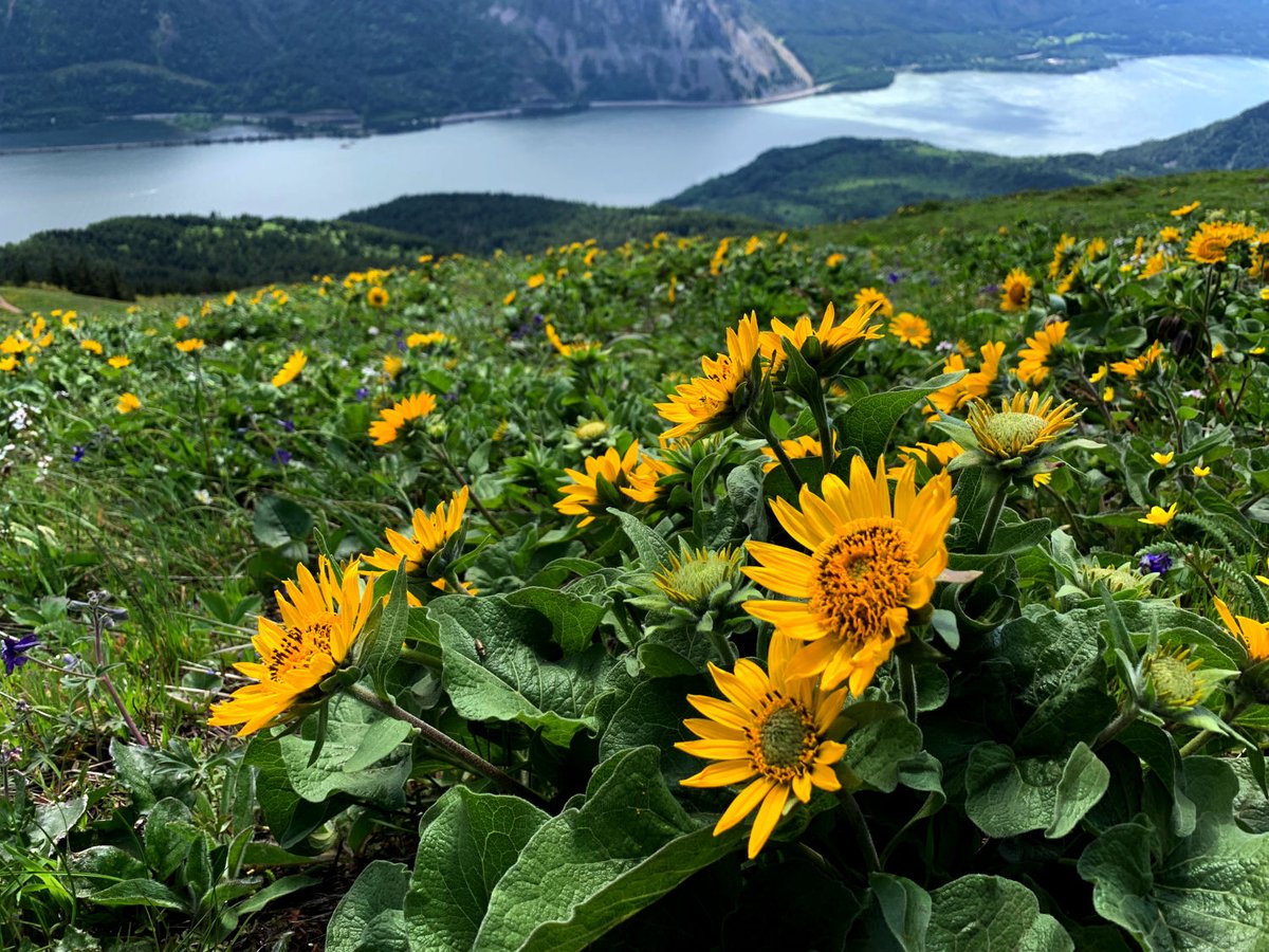 TomsArtStuff's tweet photo. Pacific Northwest nature dump from summer hiking.. https://t.co/cWfY0Qz8Z0