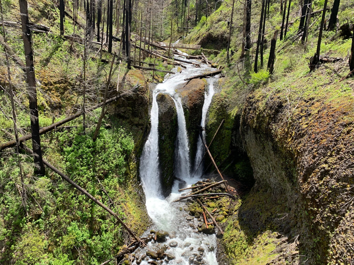 TomsArtStuff's tweet photo. Pacific Northwest nature dump from summer hiking.. https://t.co/cWfY0Qz8Z0