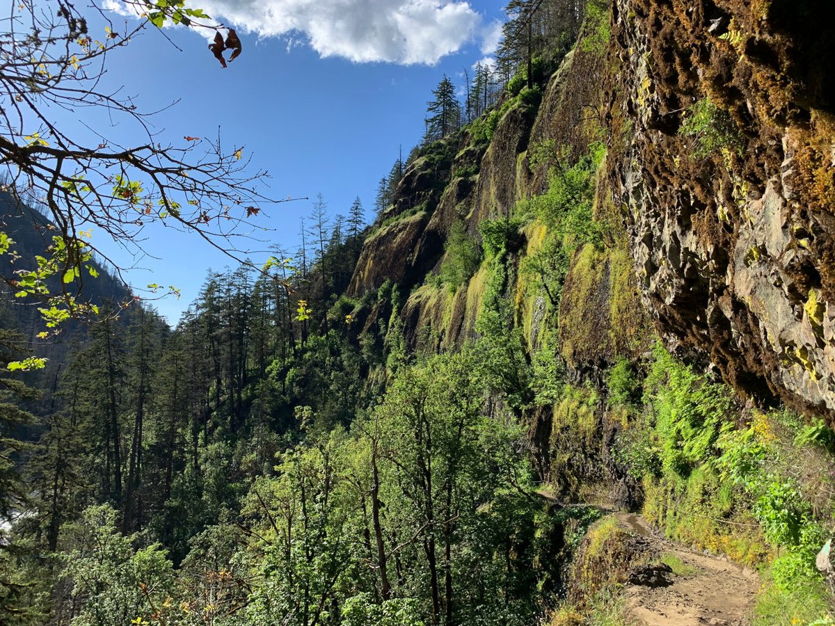 TomsArtStuff's tweet photo. Pacific Northwest nature dump from summer hiking.. https://t.co/cWfY0Qz8Z0