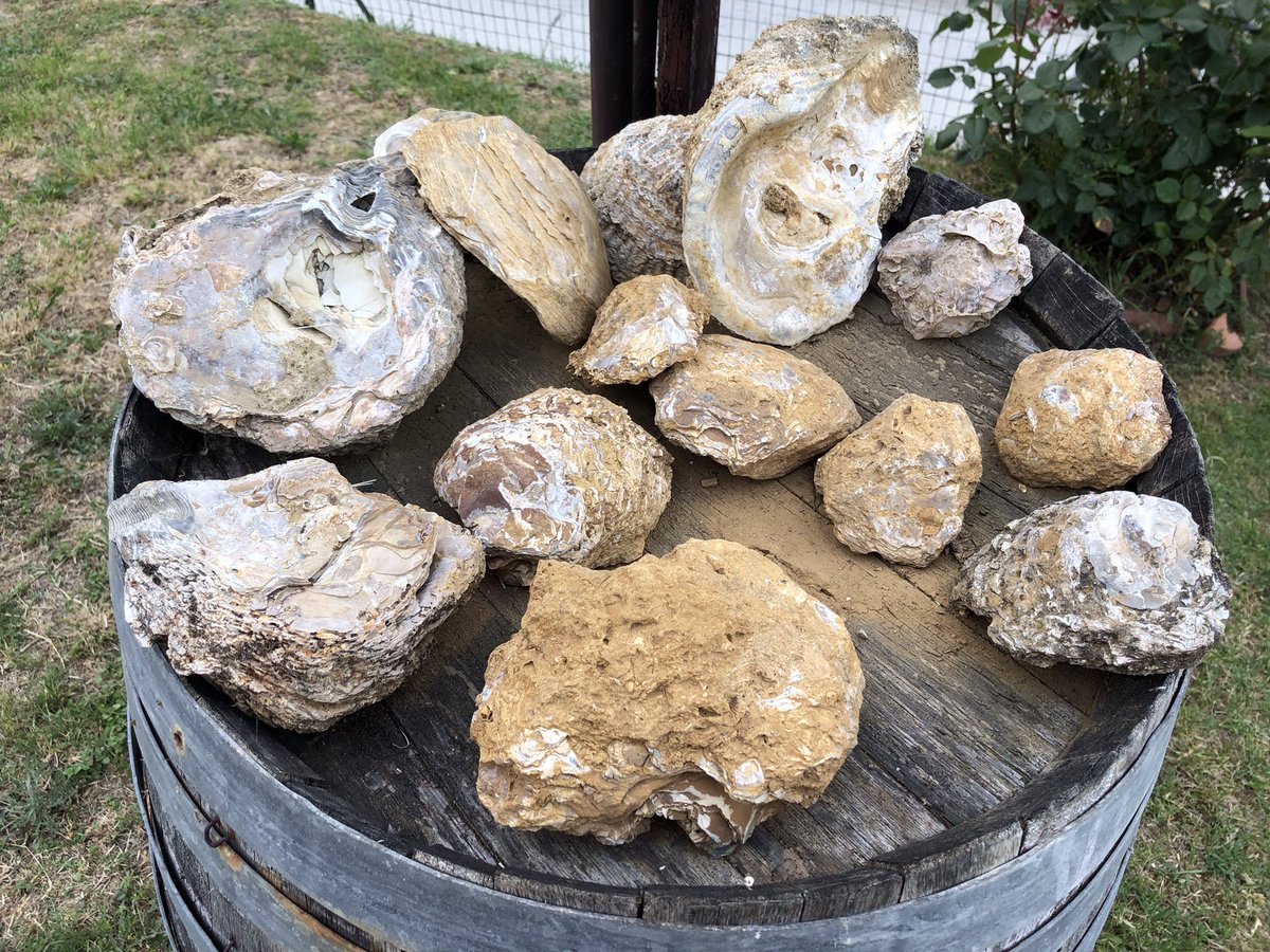 After the Zoom today, I got a few emails:  “John, great Zoom. This trip can’t come soon enough!”  Remember when we announce next years trip.  #Tuscanvines #RusticTuscanyTour  <a href="/campochiarenti/">Campochiarenti 🇮🇹®</a> <a href="/ilpalazzone/">Il Palazzone</a> <a href="/castelmonsanto/">Castello di Monsanto</a> <a href="/cecchiwinery/">FamigliACecchi</a> <a href="/BanfiOfficial/">Banfi</a> <a href="/CastelloBanfiUS/">Castello Banfi USA</a> <a href="/tenutafanti/">TENUTA FANTI</a>