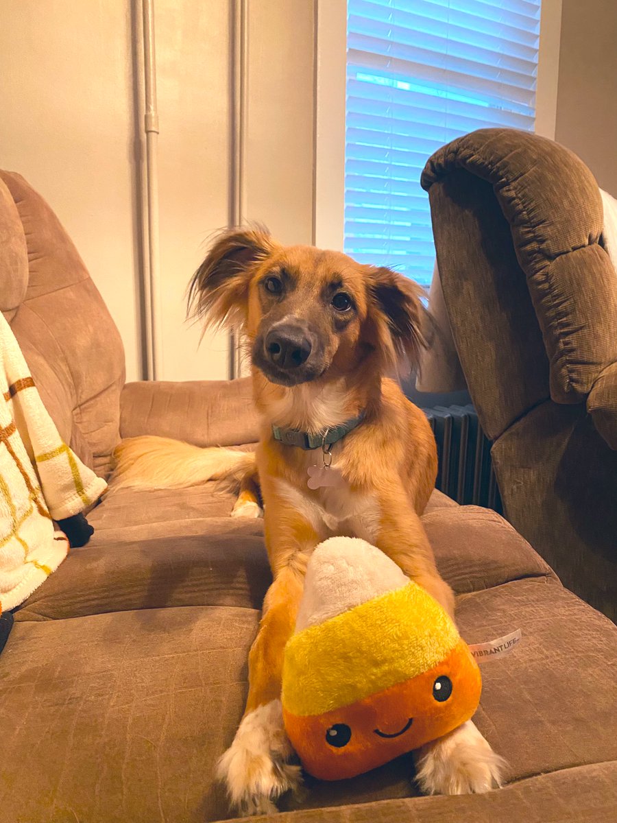 allex_williamss's tweet photo. even izzy is ready for fall 🎃 https://t.co/Njdz5KRZ9K