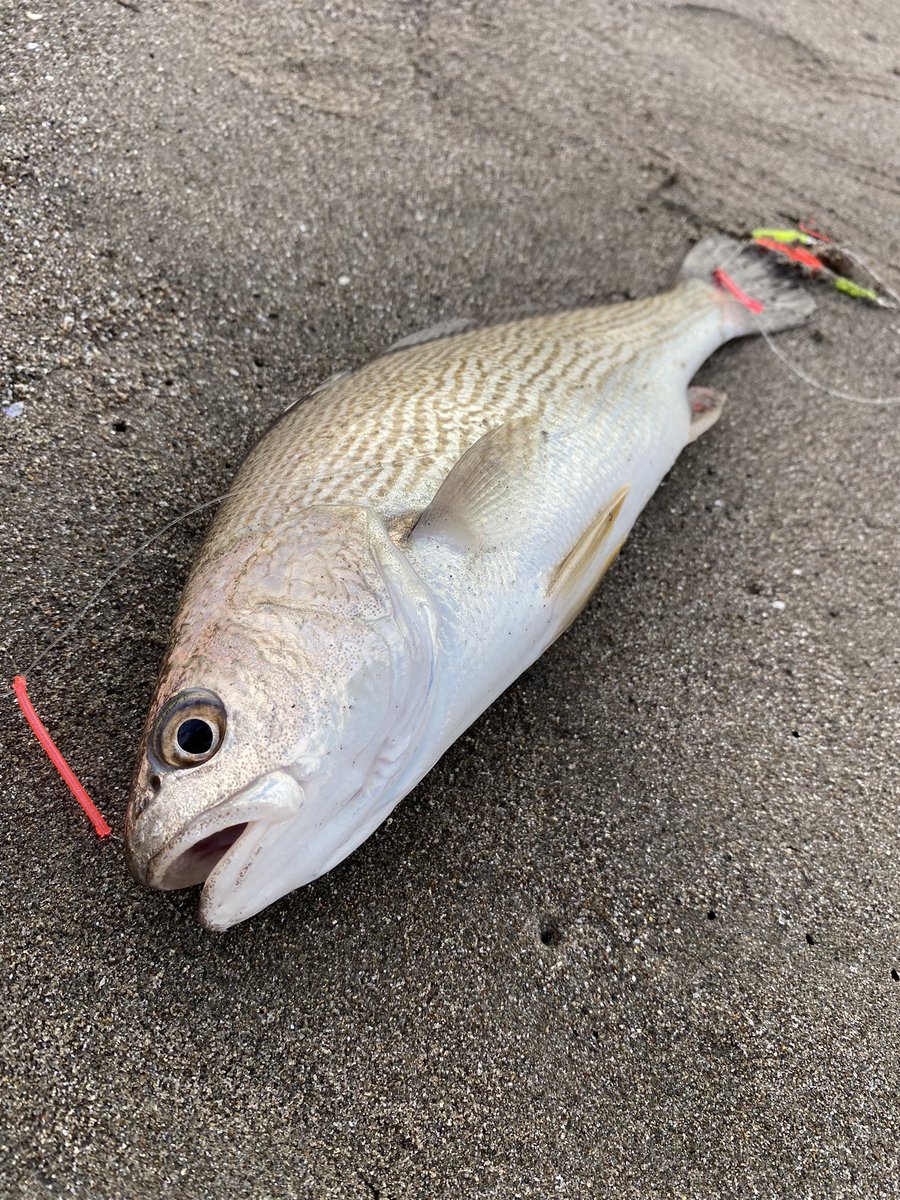 えっと…

イシモチってやつであってますか🙄？

めっちゃ引いた🙌