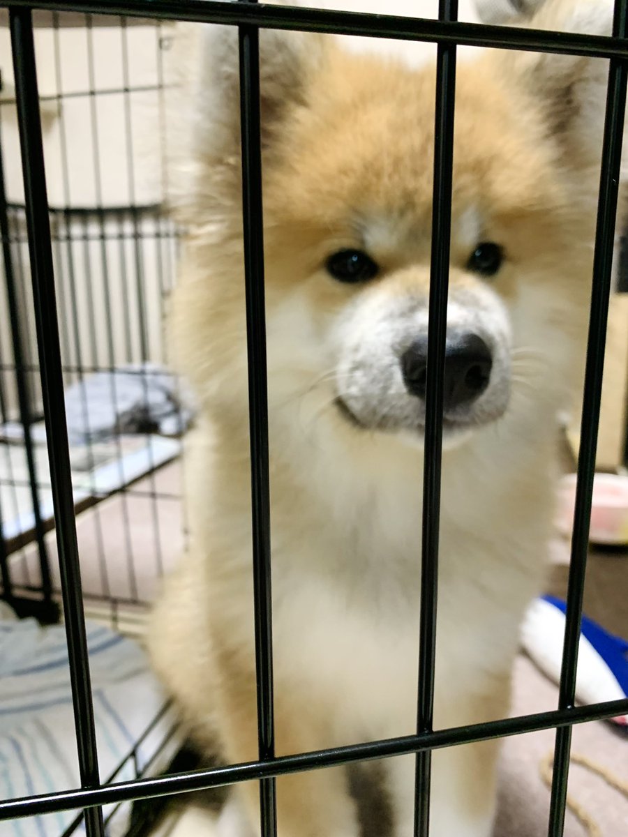 ぽんちゃんの〝圧〟を感じながら仕事しております。今日もでかくて良。 