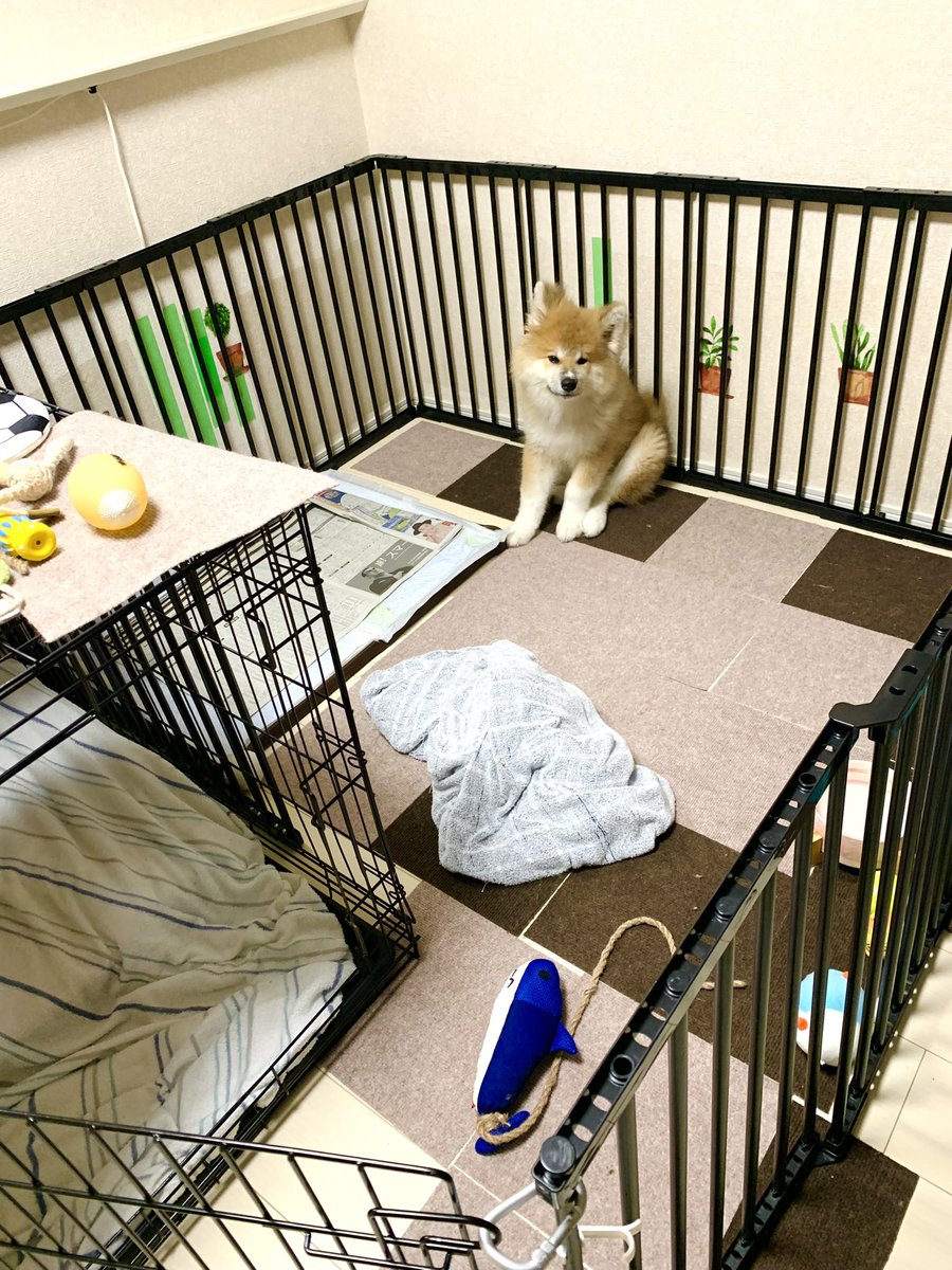 ぽんちゃんの〝圧〟を感じながら仕事しております。今日もでかくて良。 