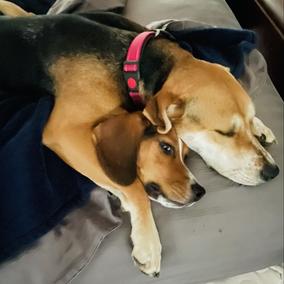 charlesornstein's tweet photo. Today is Bentley’s third birthday. And Nala showed him sisterly love this morning. #notposed 🐶 ❤️ https://t.co/ahazByxbbp