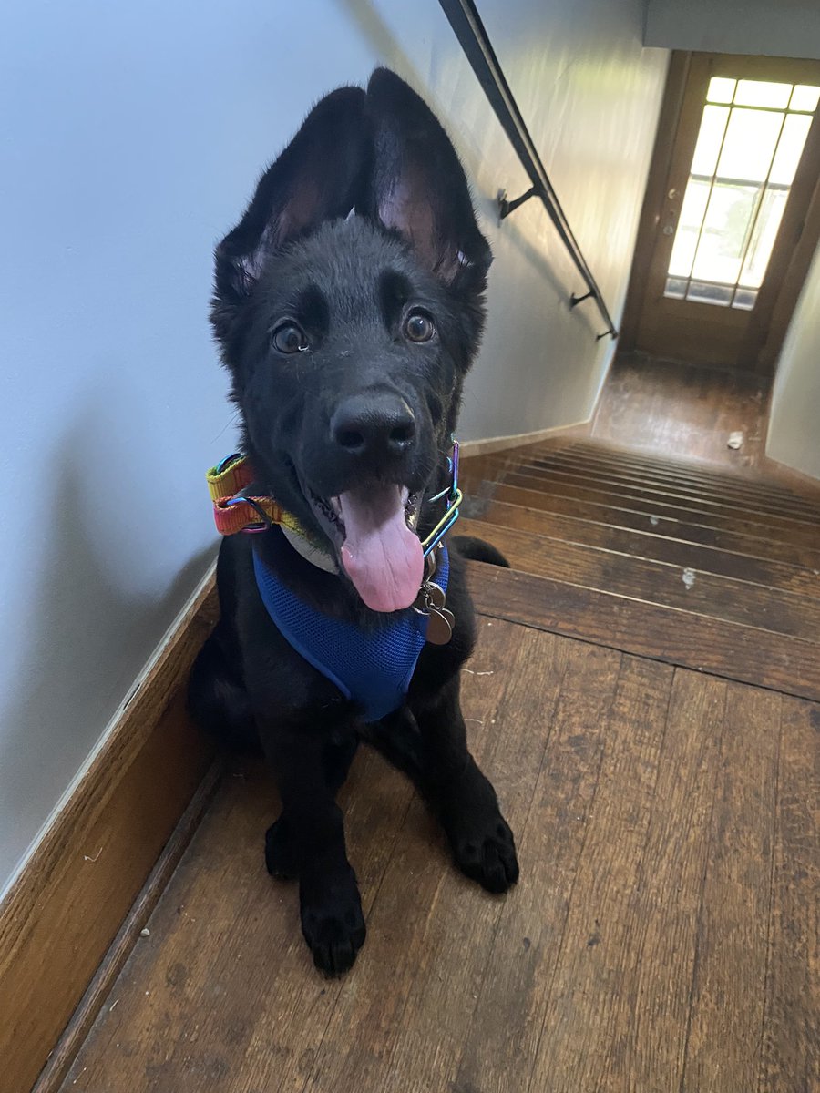 ClairStilinski's tweet photo. As you may know (or don’t) I have a Medical Alert Service Dog (IT) named Dean Winchester ❤️! 

I have a few gofundme links about him if you’d like to donate! 

Anything is helpful to my little beam of light!

Dean + my story: https://t.co/6PedP7gmMZ

Gear: https://t.co/kMCywnVWi0 https://t.co/Xd9MyeHIoW