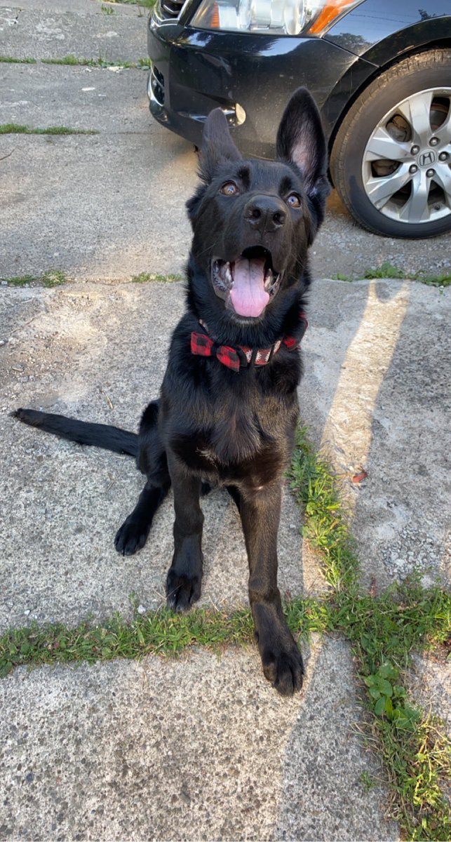 ClairStilinski's tweet photo. As you may know (or don’t) I have a Medical Alert Service Dog (IT) named Dean Winchester ❤️! 

I have a few gofundme links about him if you’d like to donate! 

Anything is helpful to my little beam of light!

Dean + my story: https://t.co/6PedP7gmMZ

Gear: https://t.co/kMCywnVWi0 https://t.co/Xd9MyeHIoW
