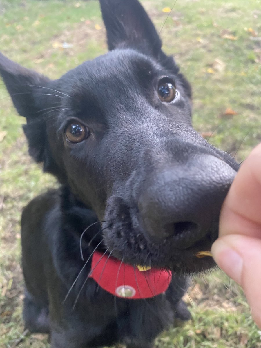 ClairStilinski's tweet photo. As you may know (or don’t) I have a Medical Alert Service Dog (IT) named Dean Winchester ❤️! 

I have a few gofundme links about him if you’d like to donate! 

Anything is helpful to my little beam of light!

Dean + my story: https://t.co/6PedP7gmMZ

Gear: https://t.co/kMCywnVWi0 https://t.co/Xd9MyeHIoW