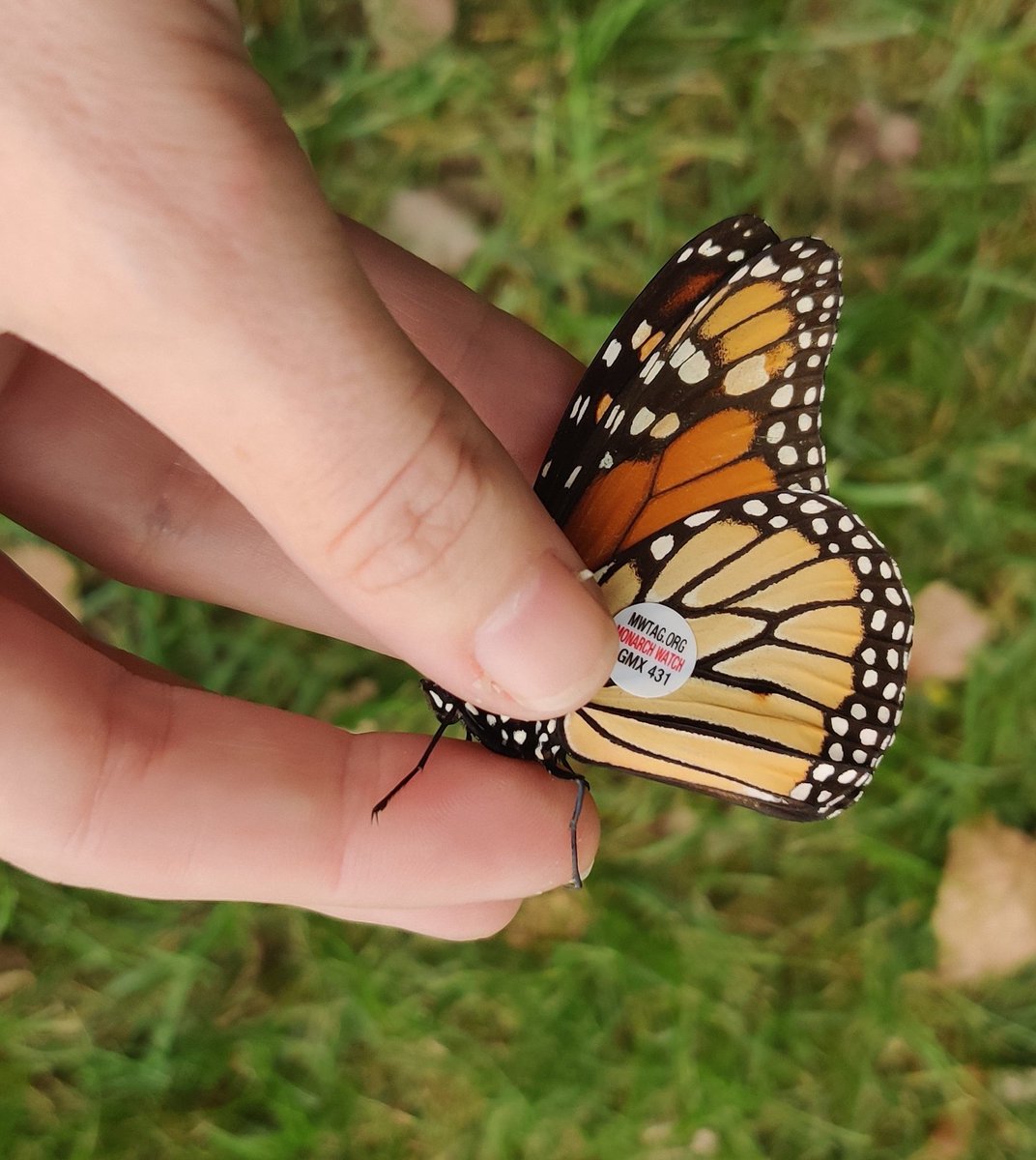 LepanusLady's tweet photo. Safe travels little friend.
#MonarchWatch2022 #monarchtagging #migration https://t.co/R1rVptqxm1