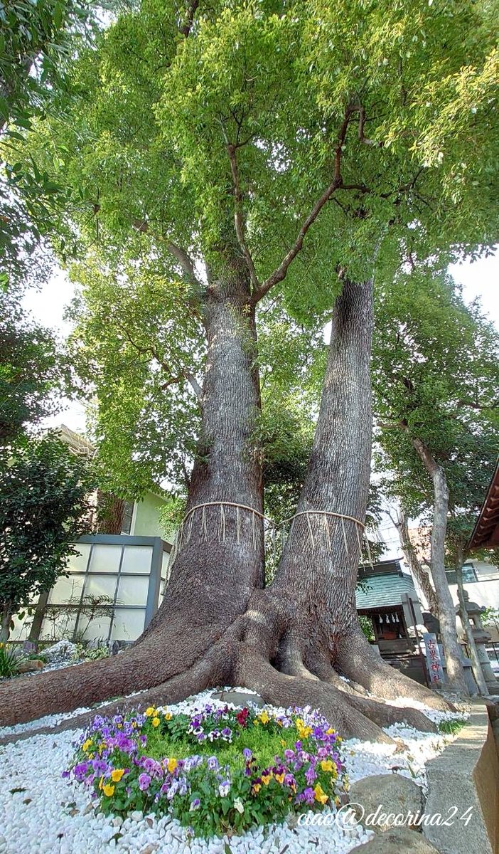 decorina24's tweet image. ••✼••┈2022想い出┈••✼••
⛩️にゃが8つ揃った記念に御朱印を戴きに鳩ケ谷氷川神社へ
神社ねこ“ココアちゃん🐈😍”に逢えたのに喜びすぎて写真撮るの忘れた🥳🎶(笑)

#2022年2月22日
#スーパー猫の日 
#鳩ケ谷氷川神社 
#猫の日御朱印 #招き猫
#夫婦楠 #ハート #鳩 🕊
#花写っと #お写ん歩