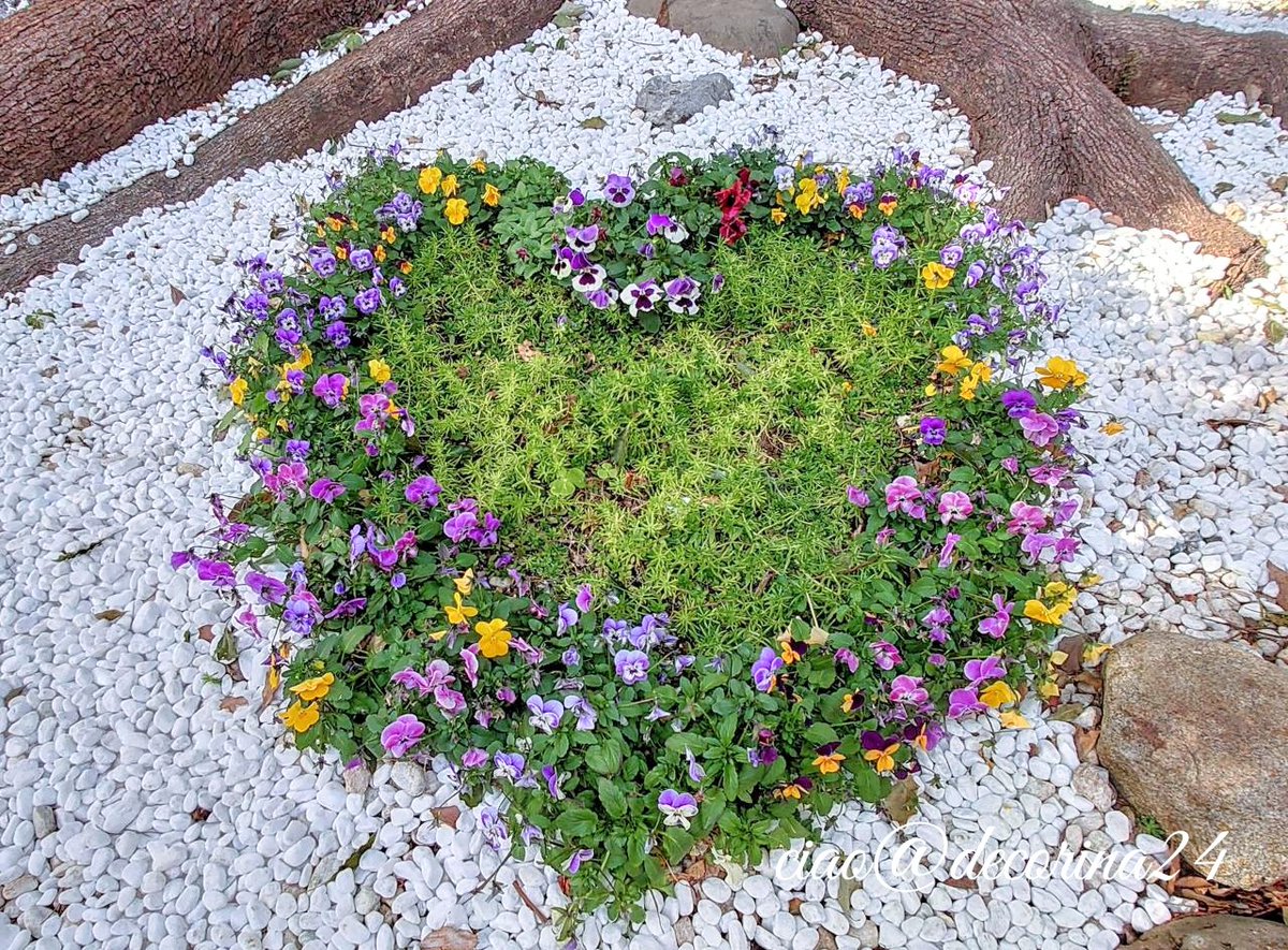 decorina24's tweet image. ••✼••┈2022想い出┈••✼••
⛩️にゃが8つ揃った記念に御朱印を戴きに鳩ケ谷氷川神社へ
神社ねこ“ココアちゃん🐈😍”に逢えたのに喜びすぎて写真撮るの忘れた🥳🎶(笑)

#2022年2月22日
#スーパー猫の日 
#鳩ケ谷氷川神社 
#猫の日御朱印 #招き猫
#夫婦楠 #ハート #鳩 🕊
#花写っと #お写ん歩